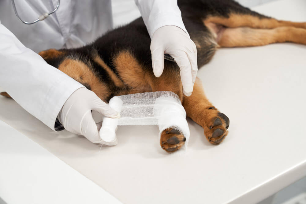Sick Pet & Urgent Care