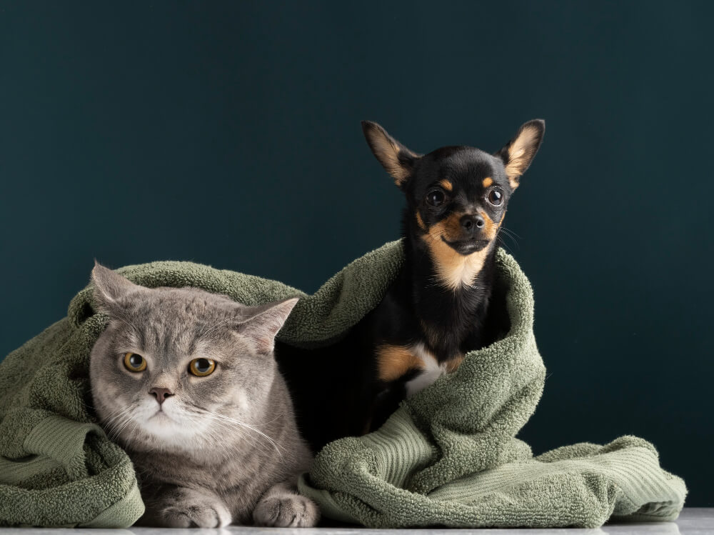 Surgery & Spay/Neuter