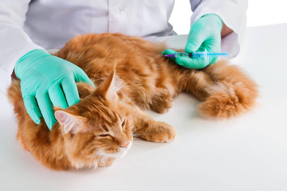 Vaccinations & Parasite Prevention